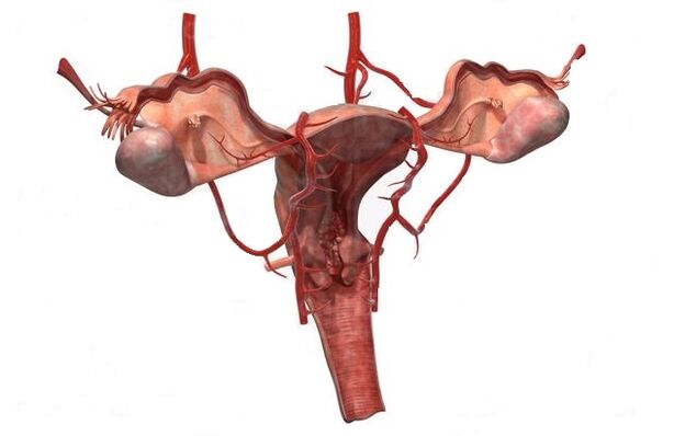 przyczyny rozwoju żylaków miednicy małej