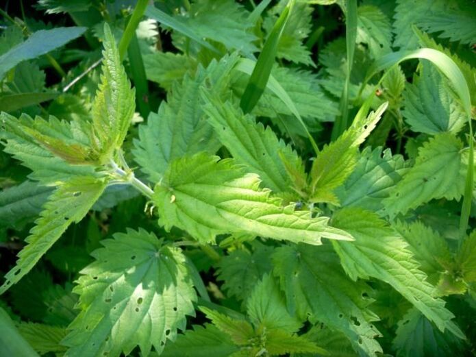 Pokrzywa jest skutecznym środkiem w leczeniu żylaków we wczesnych stadiach